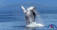 Baleine Tadoussac