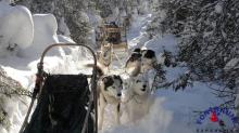 Randonnée en plein bois